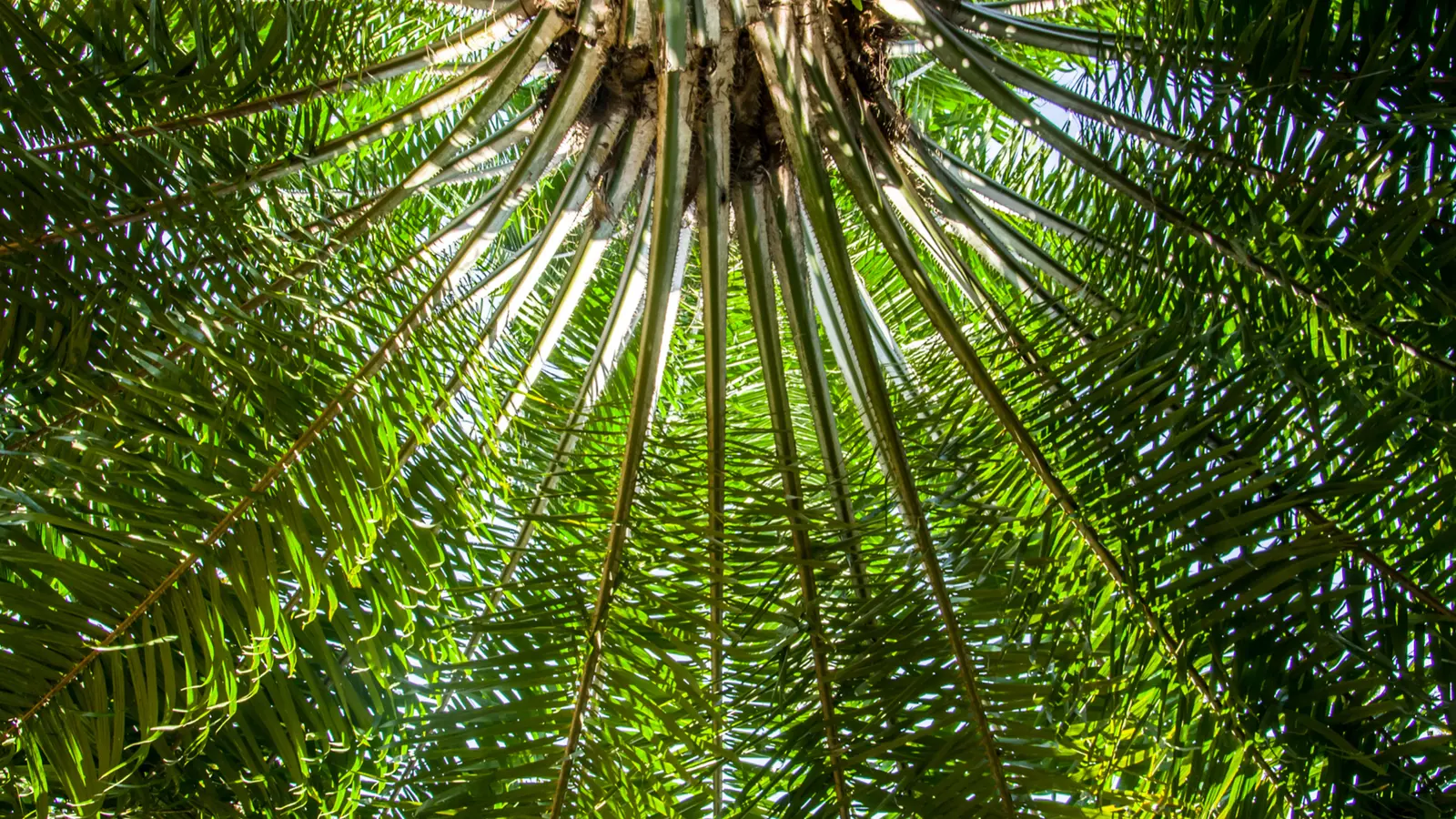 Uma palmeira vista de baixo